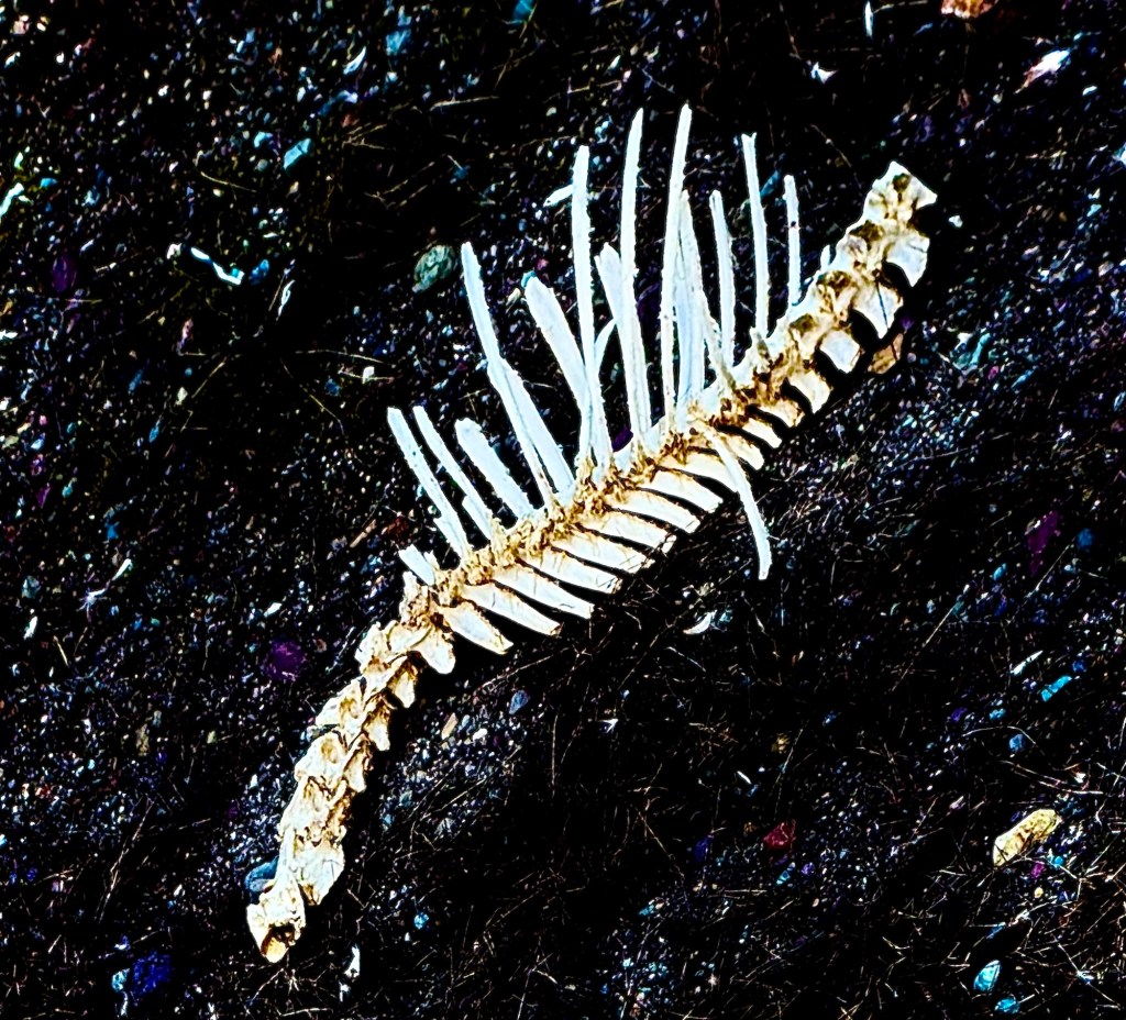 195. ALBUM ANNOUNCEMENT: